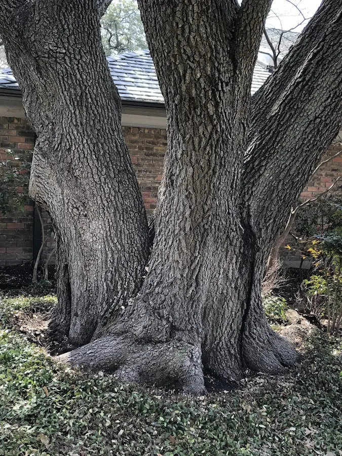 Mature heritage tree close to a Marcellus property cared for by certified arborists